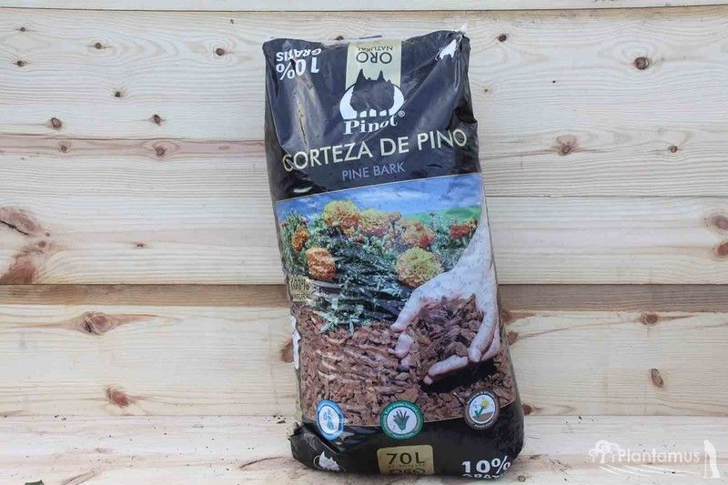 Corteza de pino media-gruesa