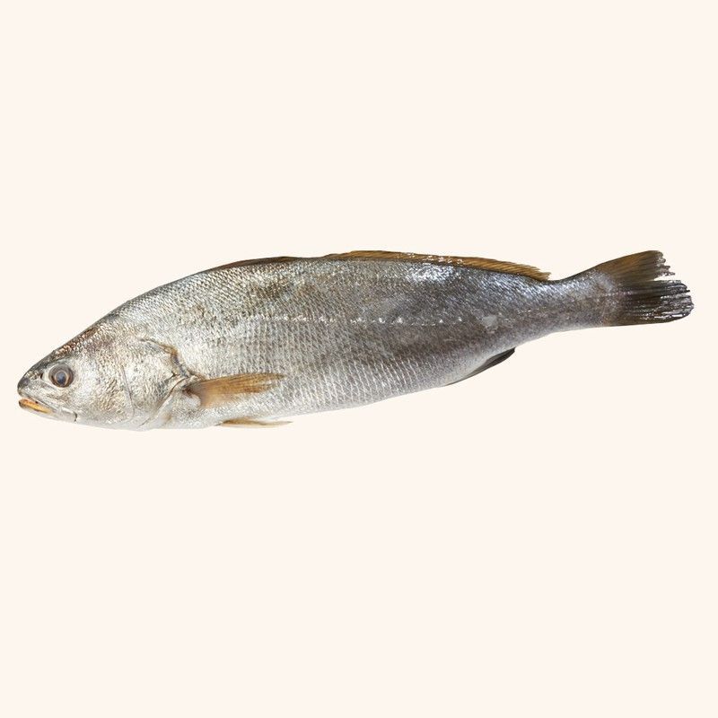 Corvina 1,200 neto