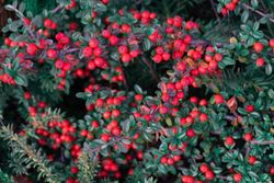 Cotoneaster dammeri Coral beauty