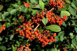 Cotoneaster lacteus