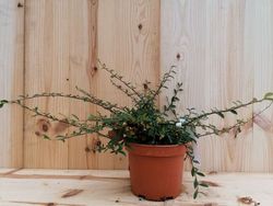 Cotoneaster salicifolius "Nana"