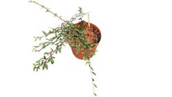 Cotoneaster salicifolius Repens