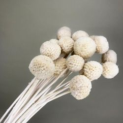 Craspedia Preservada colores