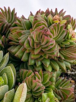 Crassula Estagnol