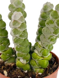 Crassula Moonglow