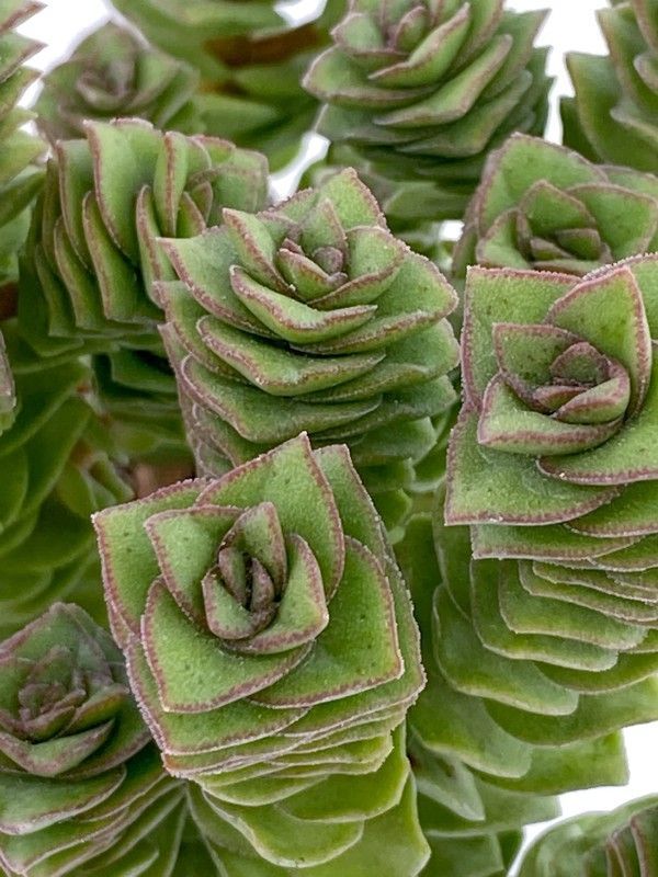 Crassula Perforata Collar de Perlas