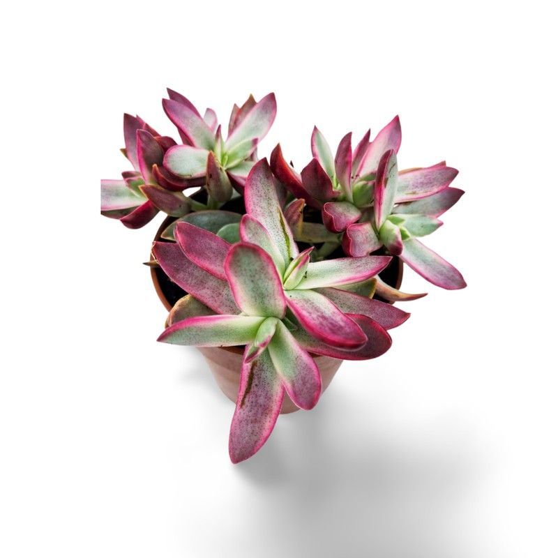 Crassula Rubricaulis Candy Cane