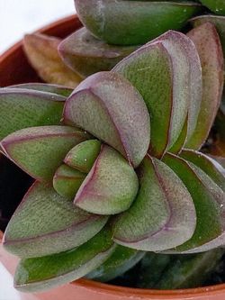 Crassula Spring Time