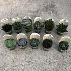Crassulas Collection