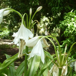 Crinum Moorei
