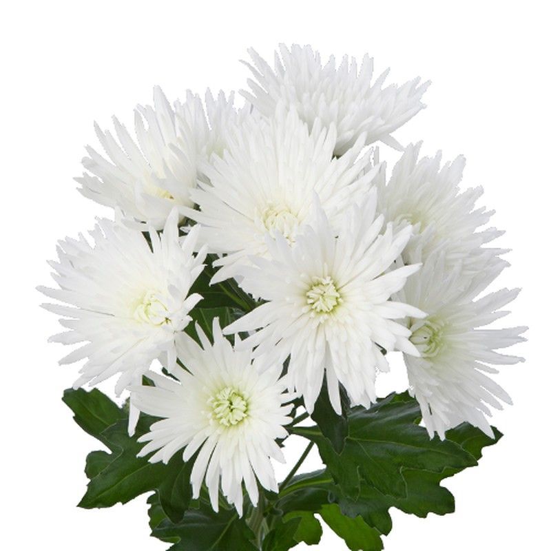 Crisantemo Anastasia Wilt