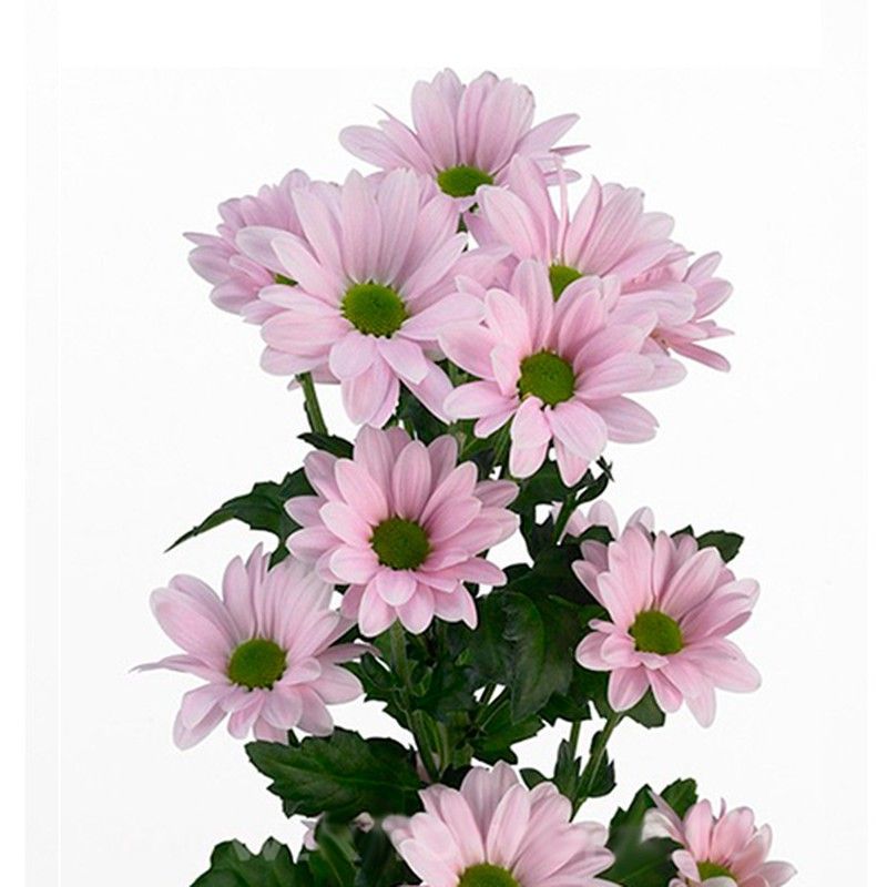 Crisantemo Bacardi Pearl