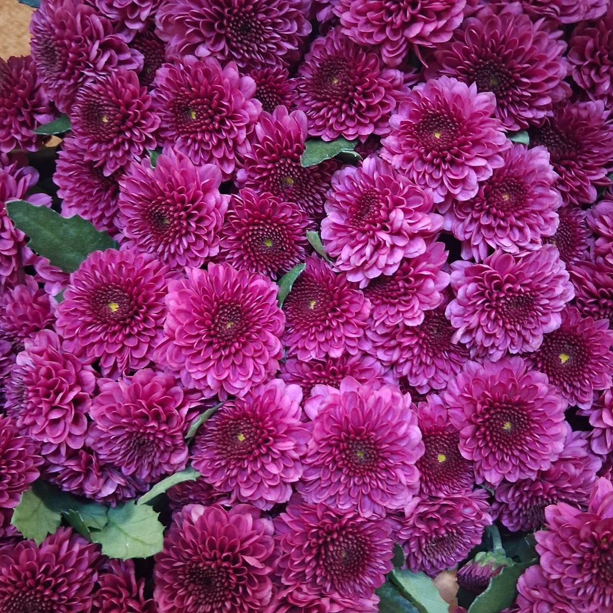 Crisantemo Fabienne Purple