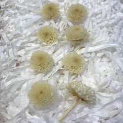 Crisantemo Focus Preservado Caja 8 uds.