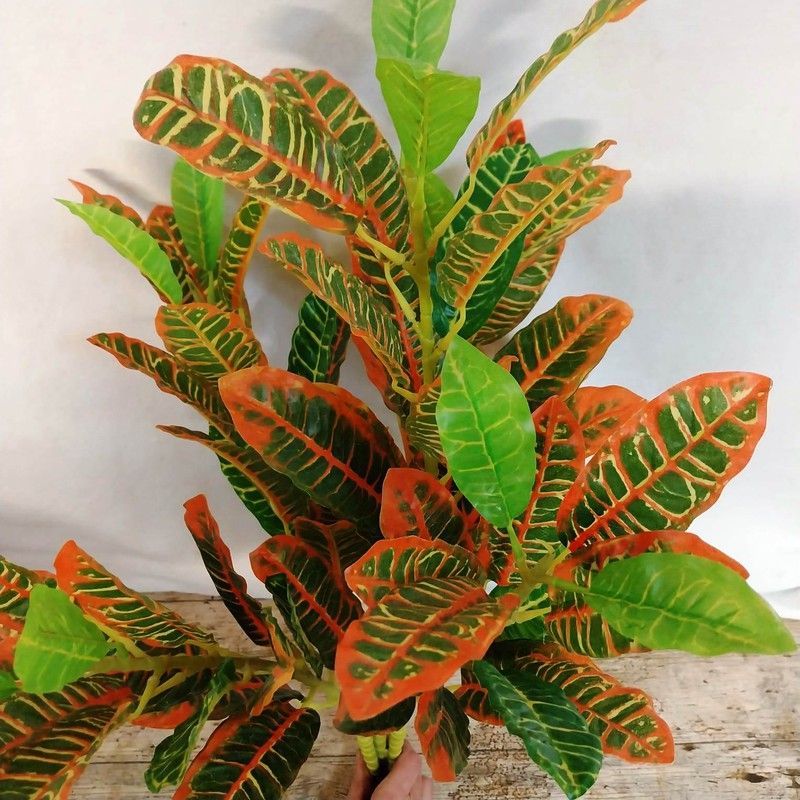 Croton Artificial