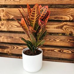 Croton en maceta de Cerámica