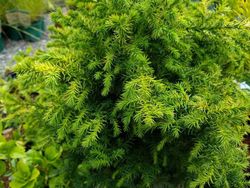 Cryptomeria japonica "Vilmoriniana" - Cryptomeria japonesa enana, Cedro japonés enano