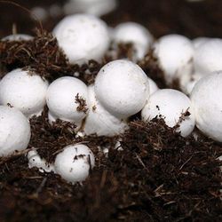 Cultivar Setas Comestibles