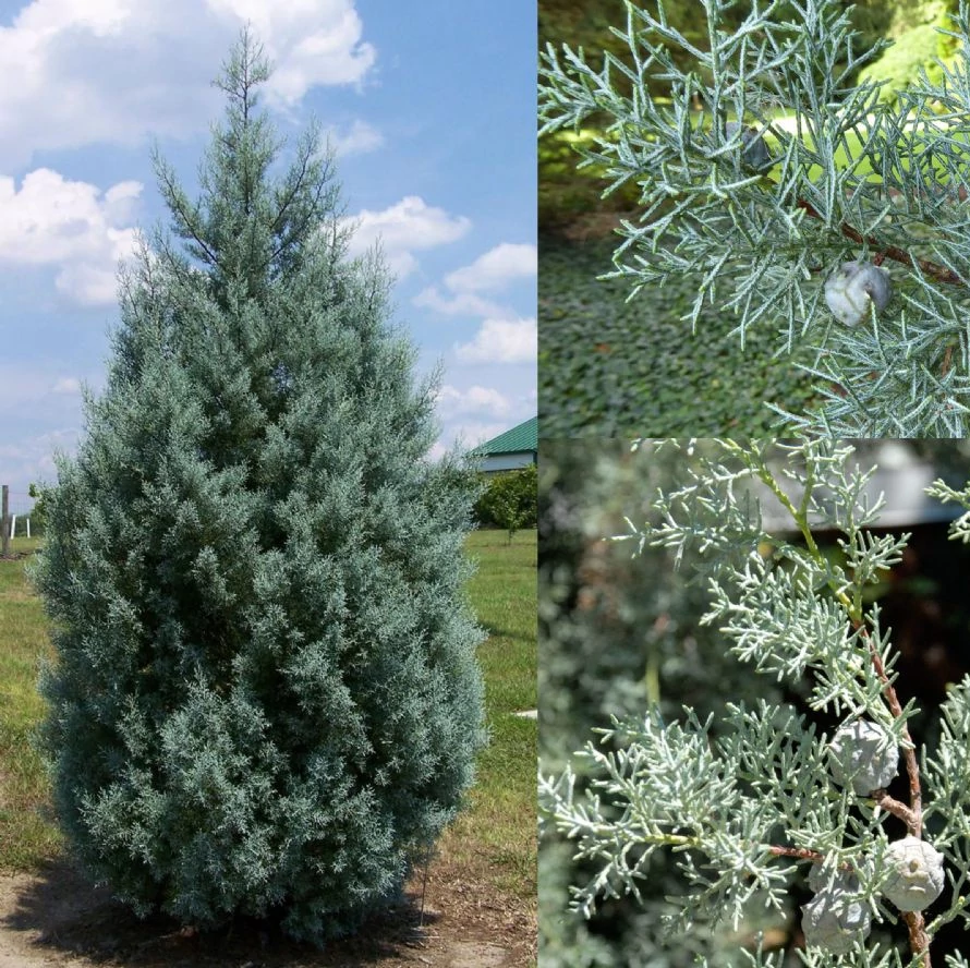 Cupressus Arizonica Glauca