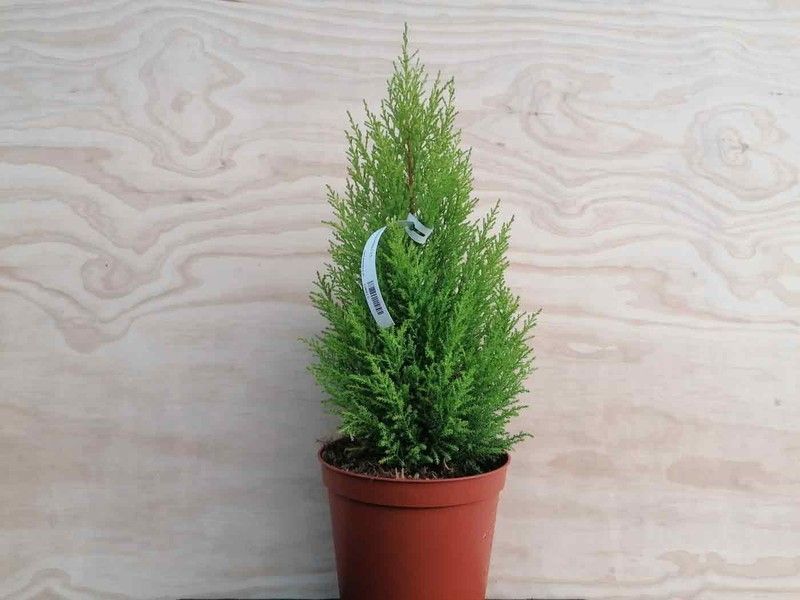 Cupressus macrocarpa Wilma, ciprés limón