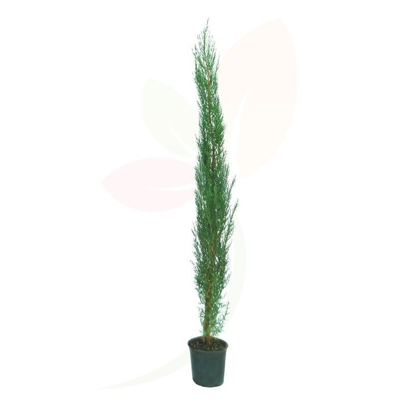 Cupressus Sempervirens 120/130 H
