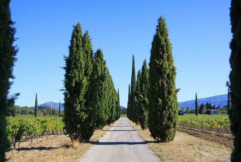 Cupressus sempervirens, ciprés común