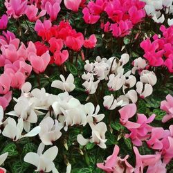 Cyclamen Mini Caja 10 uds.
