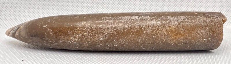 Cylindroteuthis oweni (Belemnites)