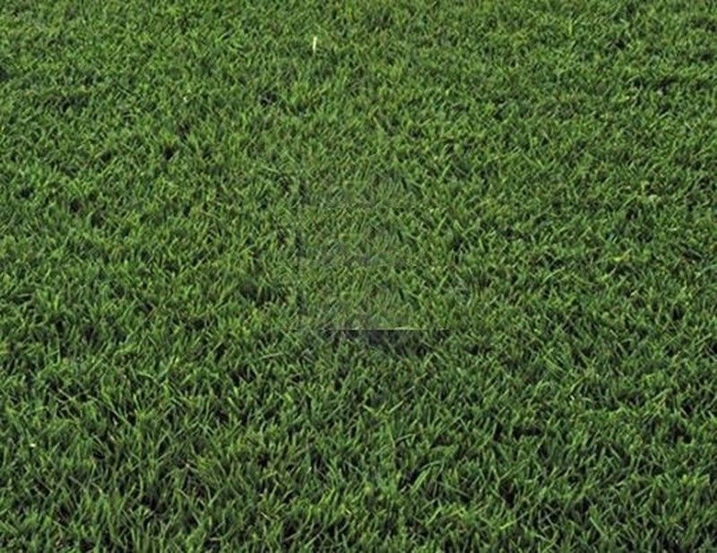 Cynodon Dactylon Zulueta