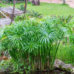 Cyperus Alternifolius