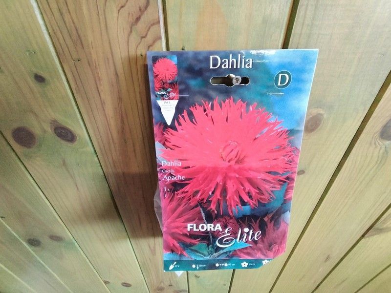 DALIA CACTUS ROJO TERCIOPELO