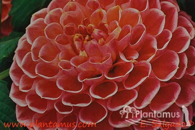 DALIA DECORATIVA ROSA FLOR GRANDE