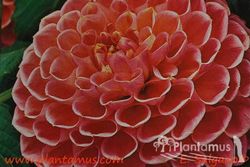 DALIA DECORATIVA ROSA FLOR GRANDE