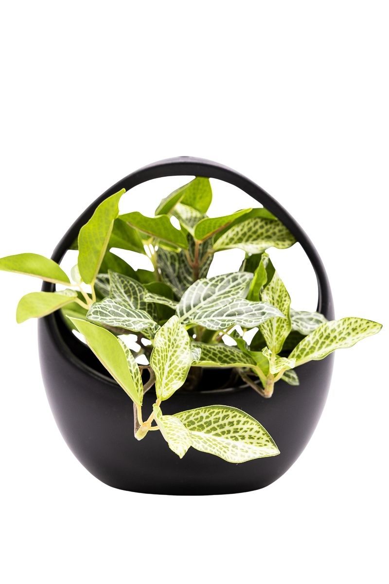 Delicada Fittonia artificial