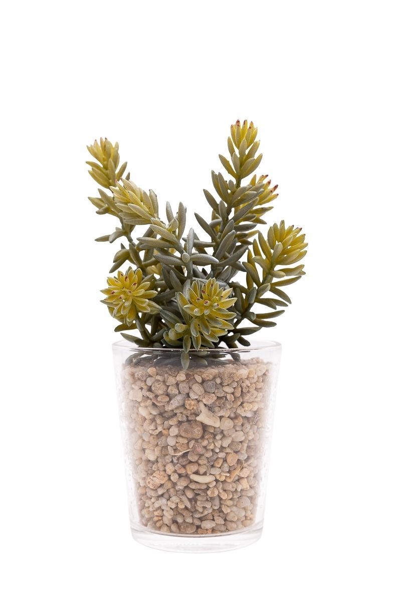 Delicada suculenta artificial en vaso de cristal