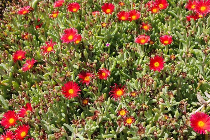 Delosperma cooperi – Planta de hielo