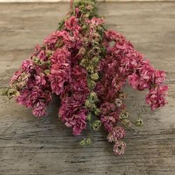 Delphinium Natural Seco