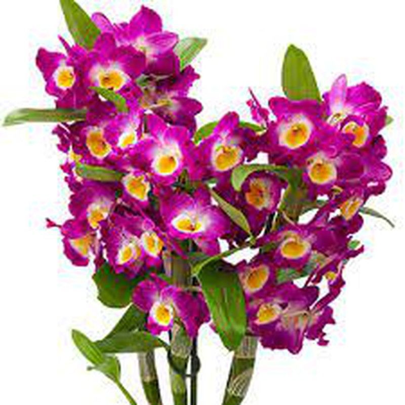 Dendrobium Nobile