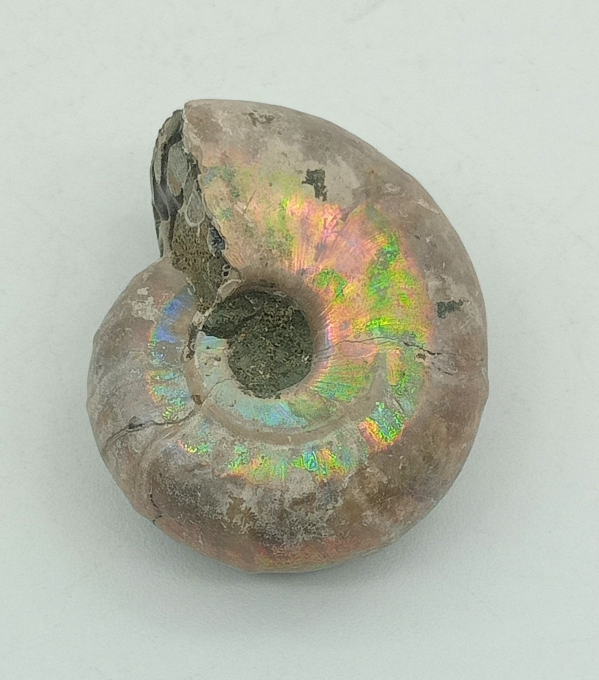 Desmoceras (Ejemplar completo)