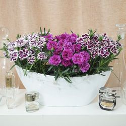 Dianthus caryophyllus Mini Caja 10 uds.