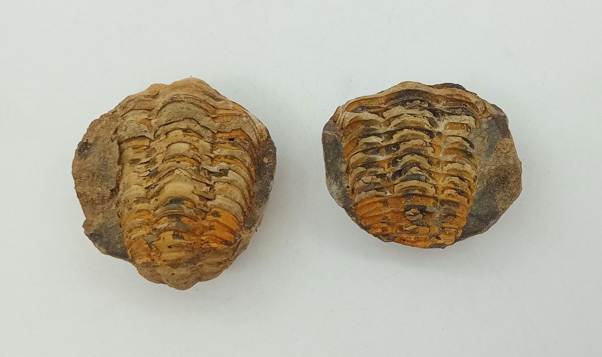 Dicalymene en nódulo (Trilobites)