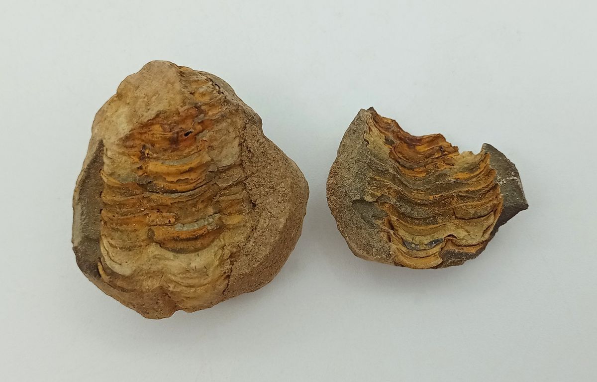 Dicalymene (trilobites) en nódulo