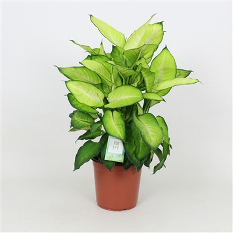 Dieffenbachia  summer style   c-17 / 60 cm altura