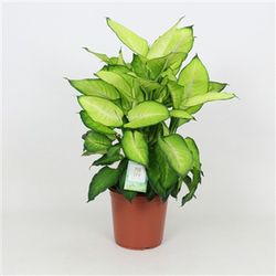 Dieffenbachia  summer style   c-17 / 60 cm altura