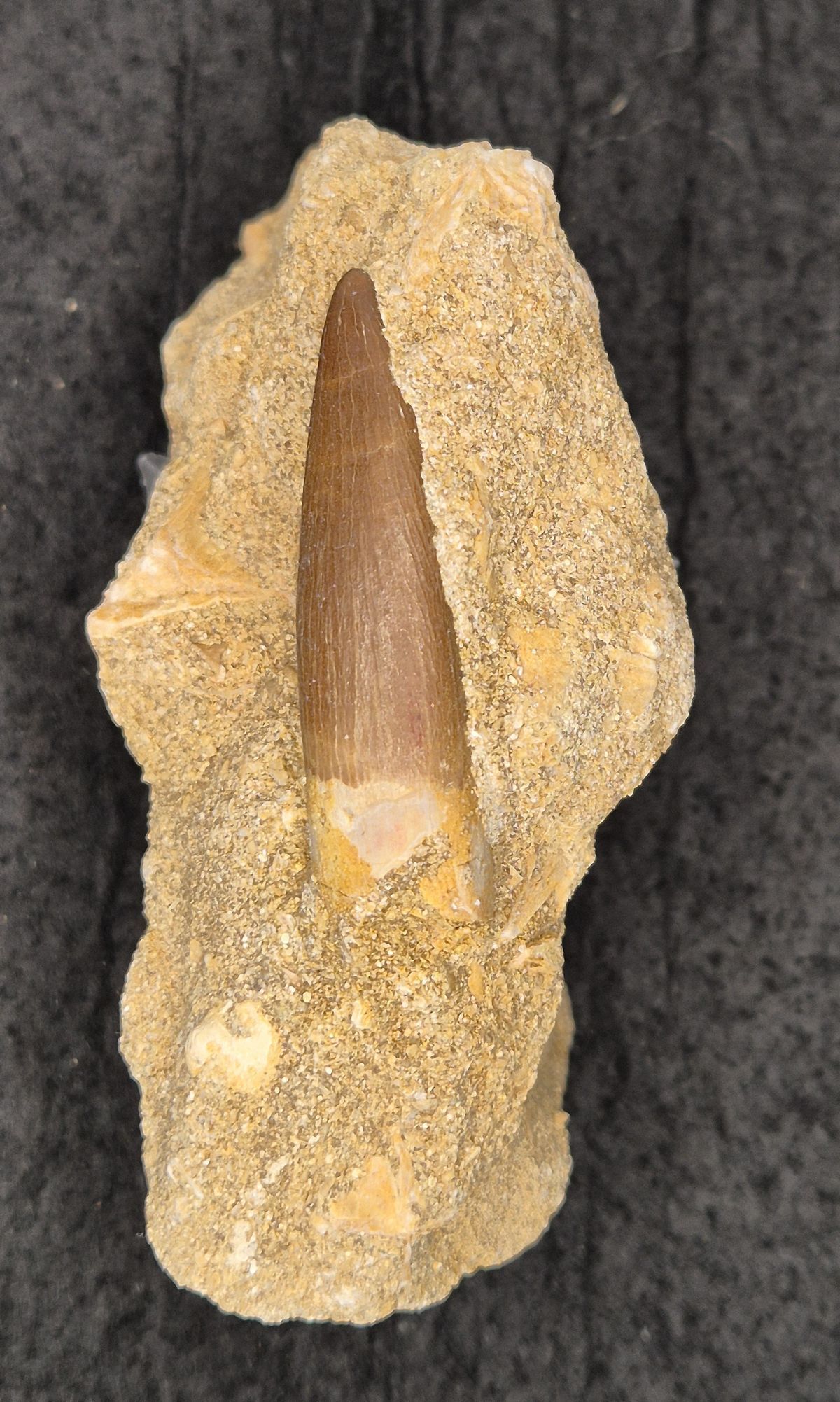 Diente de Plesiosaurio (Zarafasaurus oceanis)