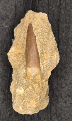 Diente de Plesiosaurio (Zarafasaurus oceanis)