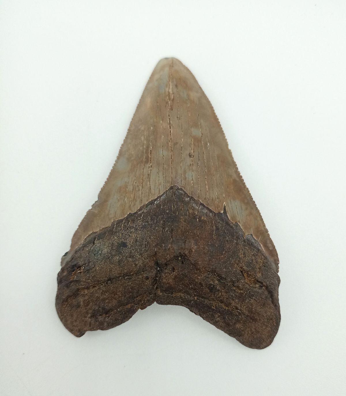 Diente de tiburón Carcharocles megalodon