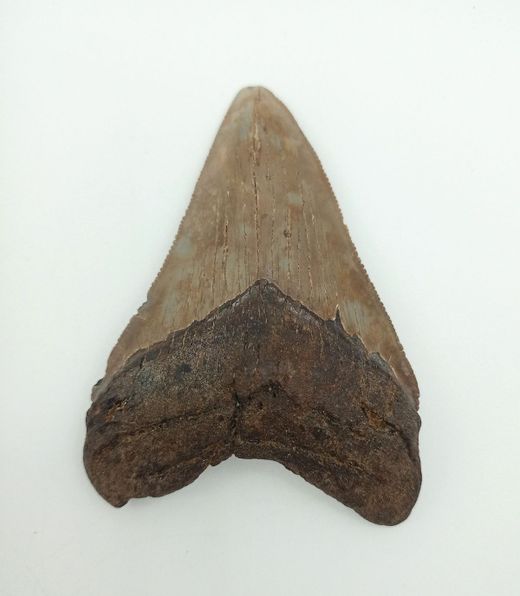 Diente de tiburón Carcharocles megalodon