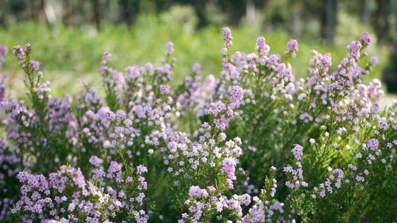 Diosma hirsuta "Pink Fountain"