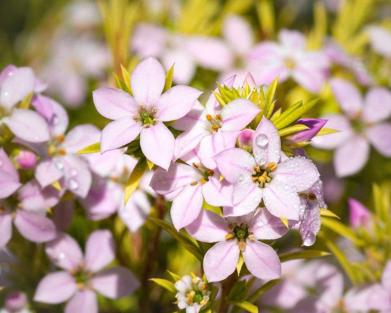 Diosma hirsuta "Sunset gold"